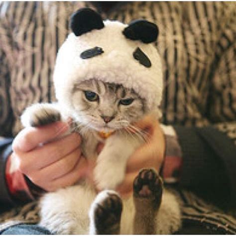 cat panda outfit